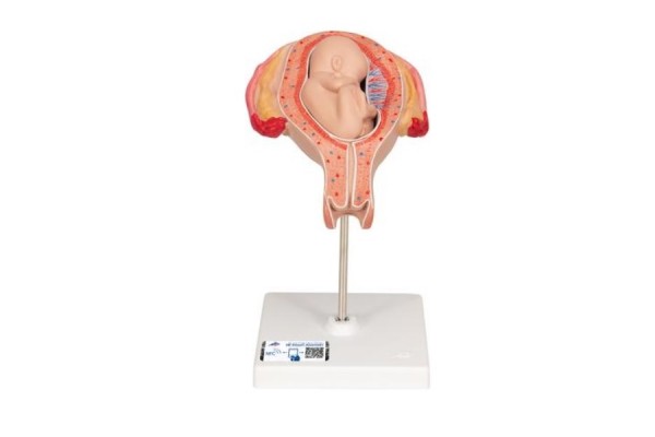 model płodu, 5 miesiąc w położeniu pośladkowym - 3b smart anatomy - 1018630 ​​[l10/5] 3b scientific modele anatomiczne 2